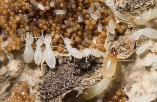 Jasa Anti Rayap Profesional untuk Melindungi Rumah dari Kerusakan