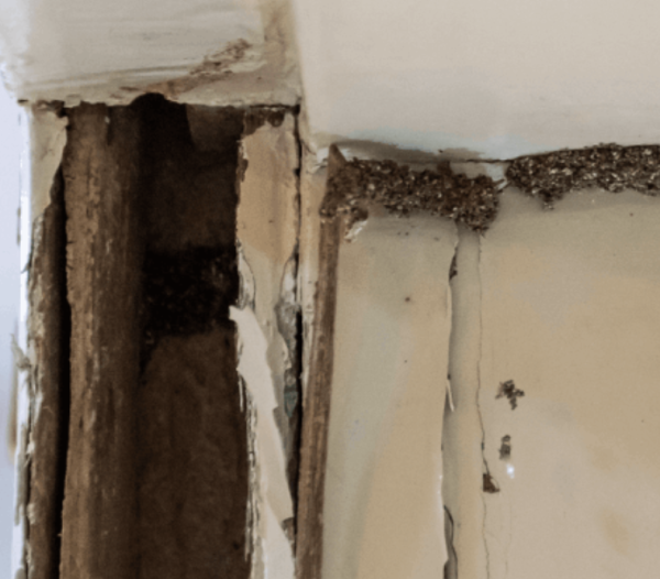 Jasa Anti Rayap: Solusi Efektif Melindungi Hunian dari Kerusakan